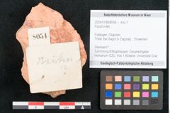 Foto (Objekt + Etikett) von Fossil indet.  (NHMW-GEO-2024-0188-8054)